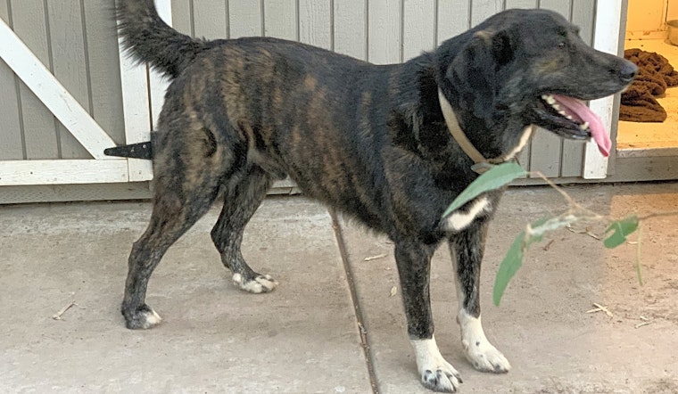 5 delightful doggies to adopt now in Bakersfield