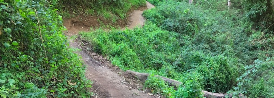 Forgotten trails behind Laguna Honda to formally re-open this weekend