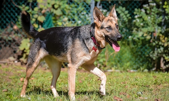 Looking to adopt a pet? Here are 4 lovable pups to adopt now in Philadelphia