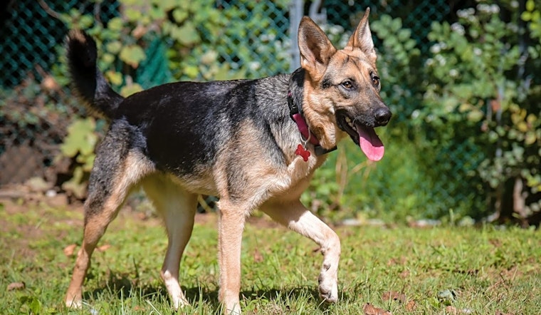 Looking to adopt a pet? Here are 4 lovable pups to adopt now in Philadelphia