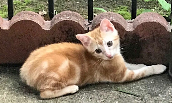 Looking to adopt a pet? Here are 6 cute-as-can-be kittens ready for homes now in Arlington