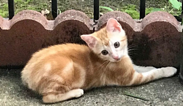 Looking to adopt a pet? Here are 6 cute-as-can-be kittens ready for homes now in Arlington