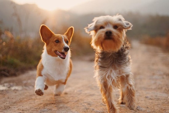 Top Austin news: Puptopia Fest coming in 2020; police donate books to Little Free Libraries; more