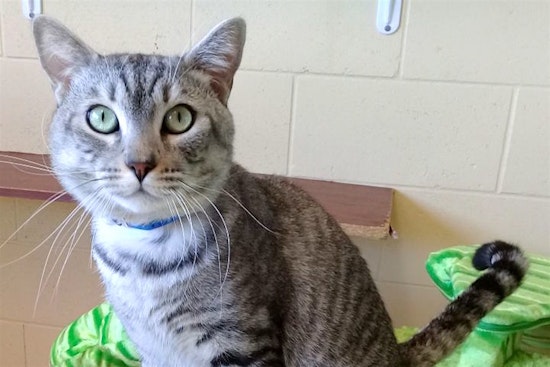 5 cute kitties to adopt now in Chula Vista