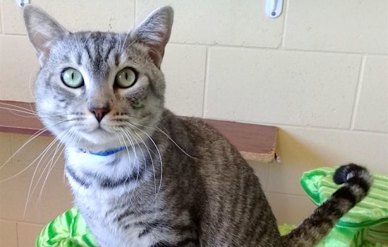 5 cute kitties to adopt now in Chula Vista