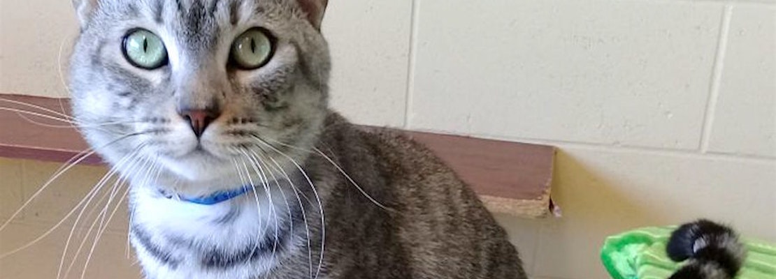 5 cute kitties to adopt now in Chula Vista