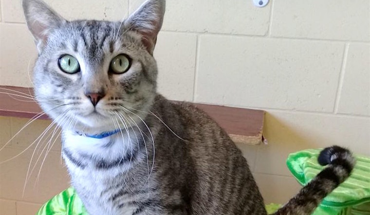 5 cute kitties to adopt now in Chula Vista
