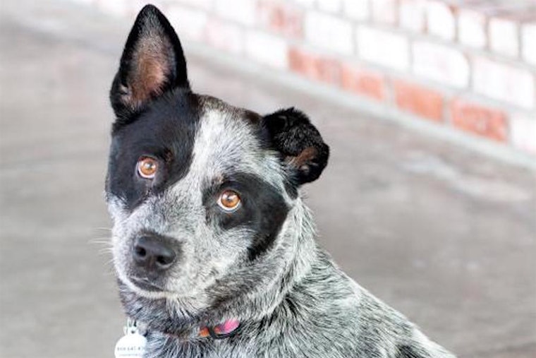 These San Jose-based canines are up for adoption and in need of a good home