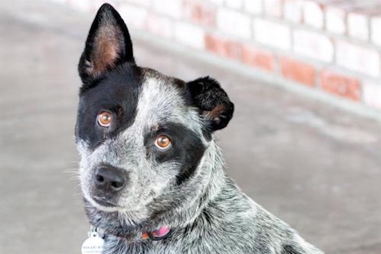 These San Jose-based canines are up for adoption and in need of a good home
