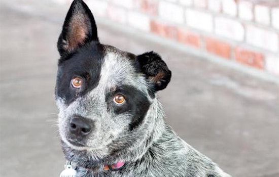 These San Jose-based canines are up for adoption and in need of a good home