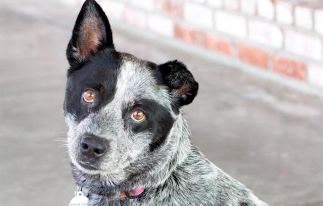 These San Jose-based canines are up for adoption and in need of a good home