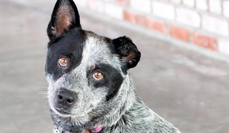 These San Jose-based canines are up for adoption and in need of a good home
