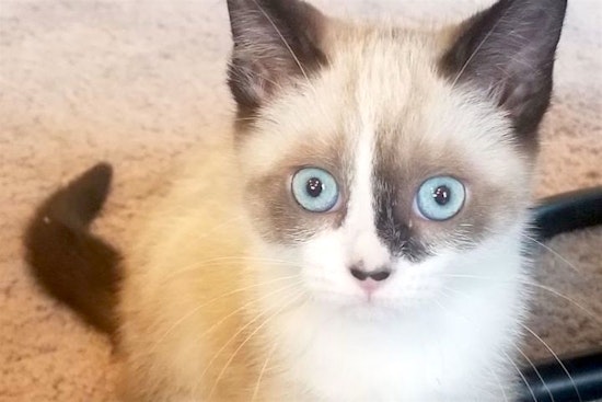 Looking to adopt a pet? Here are 6 cuddly kittens to adopt now in Portland