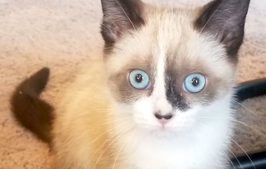 Looking to adopt a pet? Here are 6 cuddly kittens to adopt now in Portland