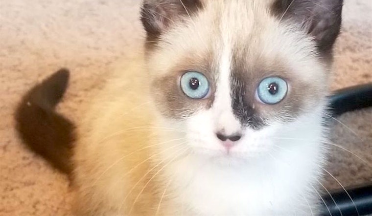 Looking to adopt a pet? Here are 6 cuddly kittens to adopt now in Portland