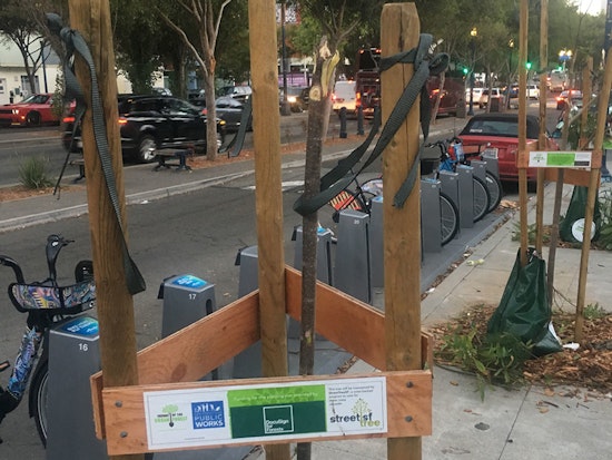 6 decapitated street trees along Octavia Blvd. to be replaced