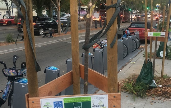 6 decapitated street trees along Octavia Blvd. to be replaced