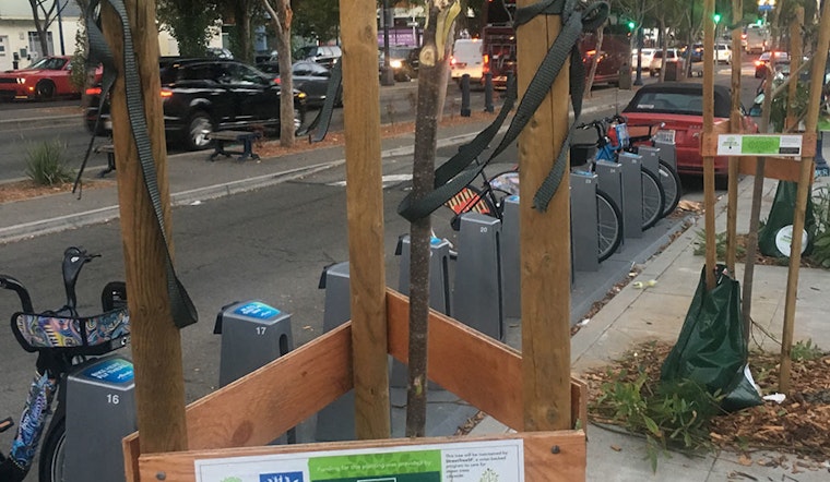 6 decapitated street trees along Octavia Blvd. to be replaced