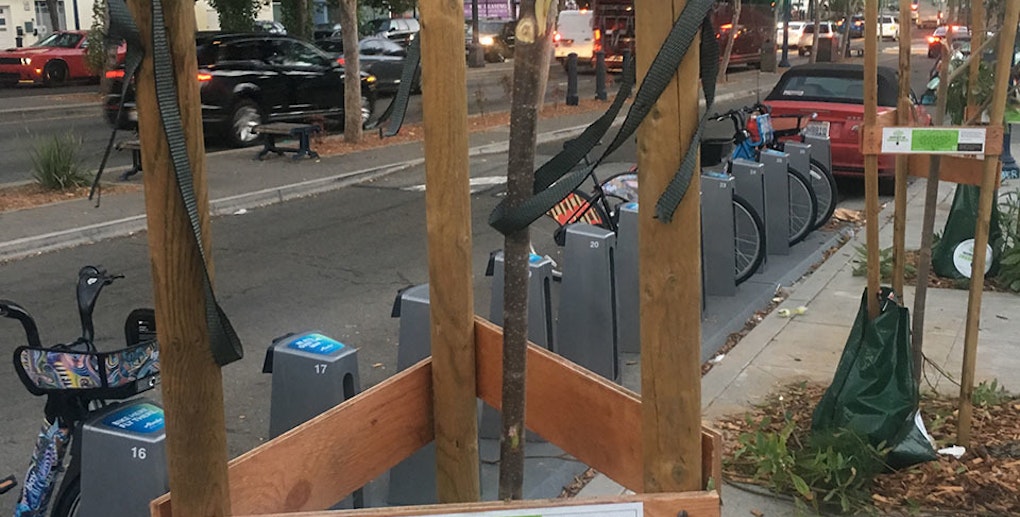 6 decapitated street trees along Octavia Blvd. to be replaced
