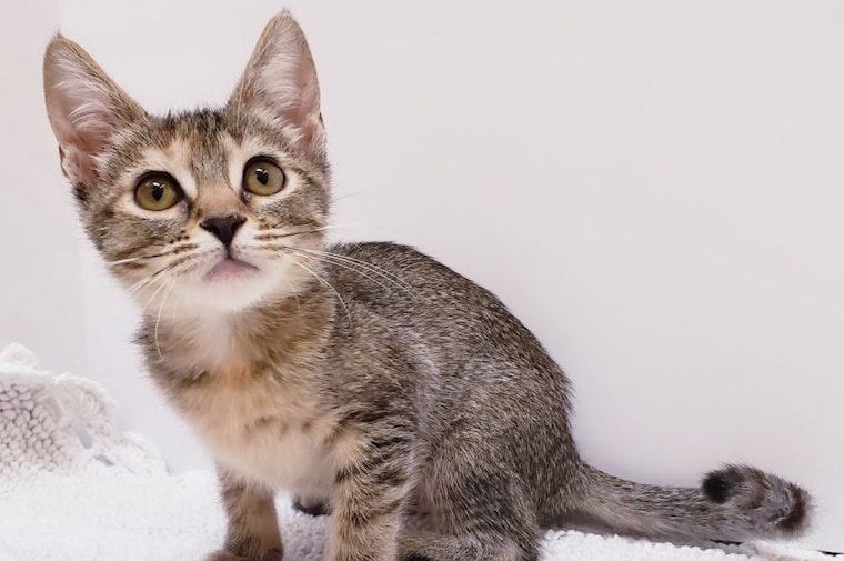 6 cuddly kittens to adopt now in Mesa