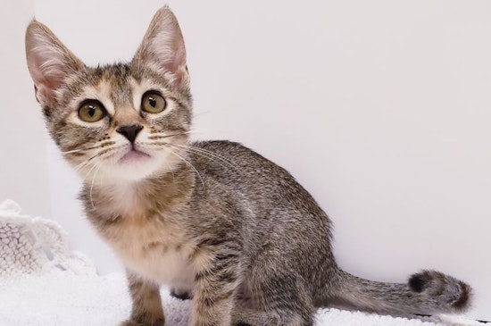 6 cuddly kittens to adopt now in Mesa