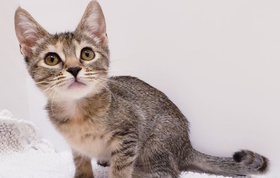 6 cuddly kittens to adopt now in Mesa