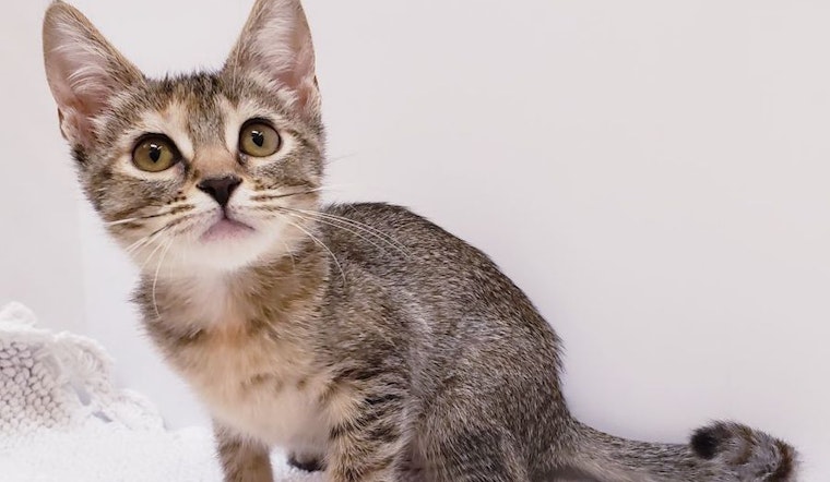 6 cuddly kittens to adopt now in Mesa