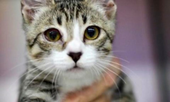 5 fluffy felines to adopt now in Fresno