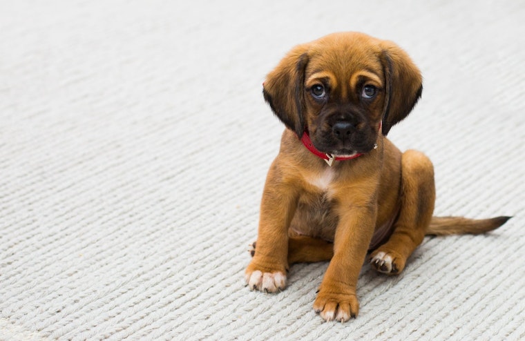 Top Austin news: Nonprofit promotes rescues over breeders; Pelosi handles heckler; more