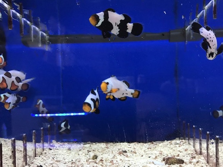 'Bay Bridge Aquarium & Pet' Debuts In East Oakland