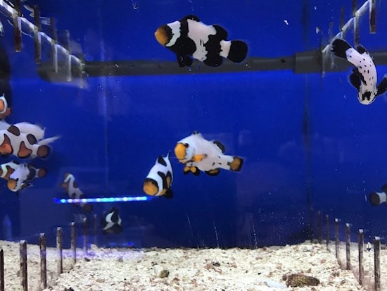 'Bay Bridge Aquarium & Pet' Debuts In East Oakland