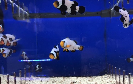'Bay Bridge Aquarium & Pet' Debuts In East Oakland