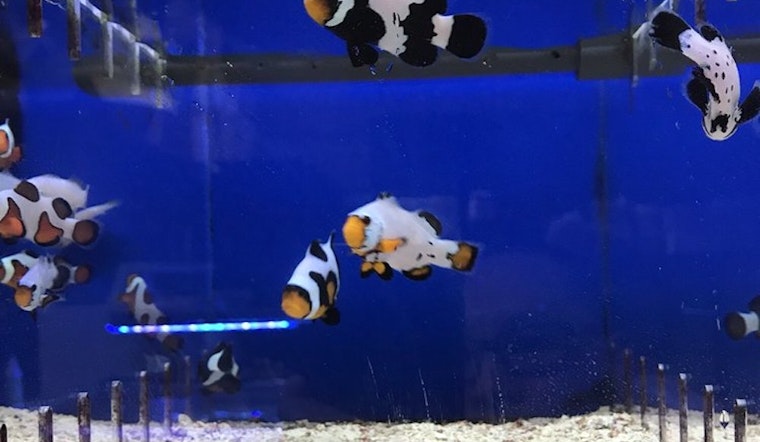 'Bay Bridge Aquarium & Pet' Debuts In East Oakland