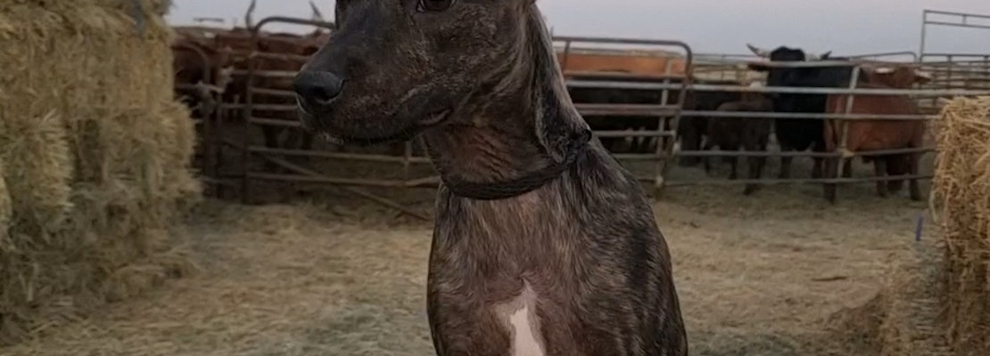 These Bakersfield-based puppies are up for adoption and in need of a good home