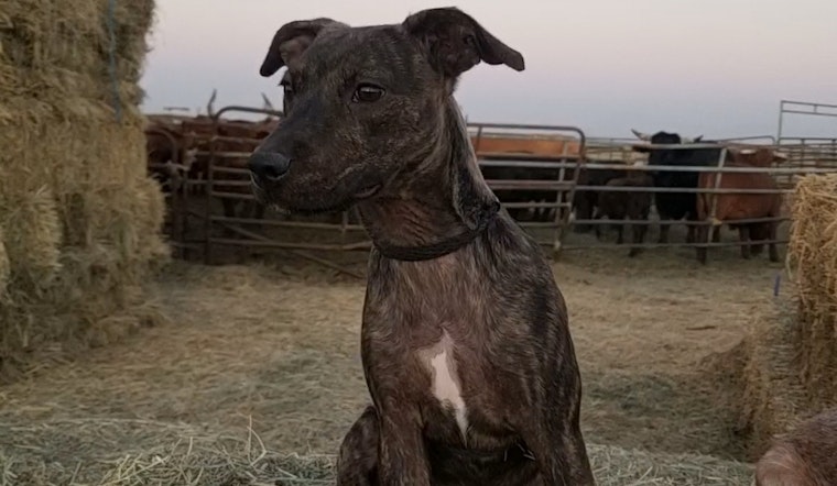 These Bakersfield-based puppies are up for adoption and in need of a good home