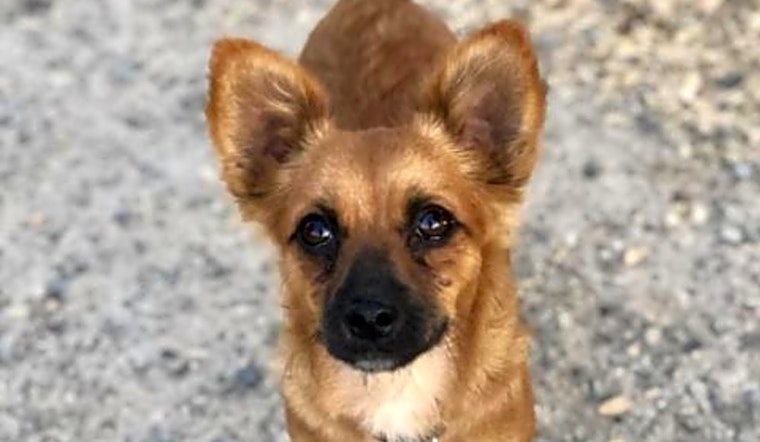 5 lovable pups to adopt now in Fresno