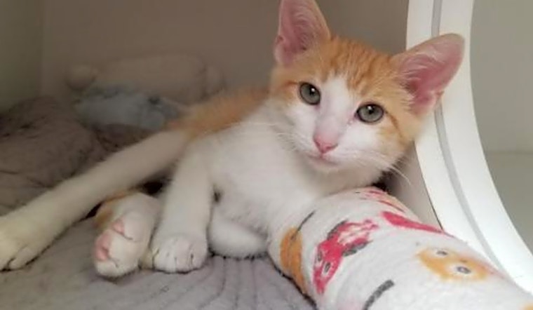 6 fluffy felines to adopt now in Riverside