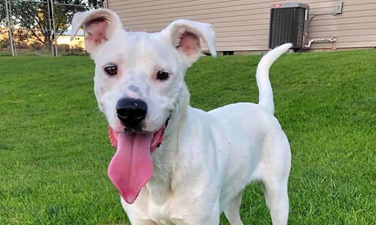 Looking to adopt a pet? Here are 7 cuddly canines to adopt now in Seattle