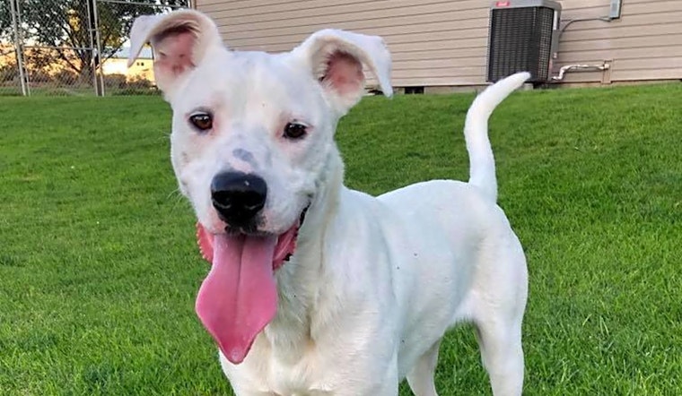 Looking to adopt a pet? Here are 7 cuddly canines to adopt now in Seattle