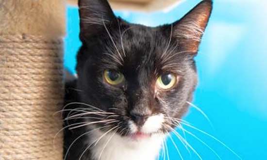 6 lovable kitties to adopt now in Sacramento