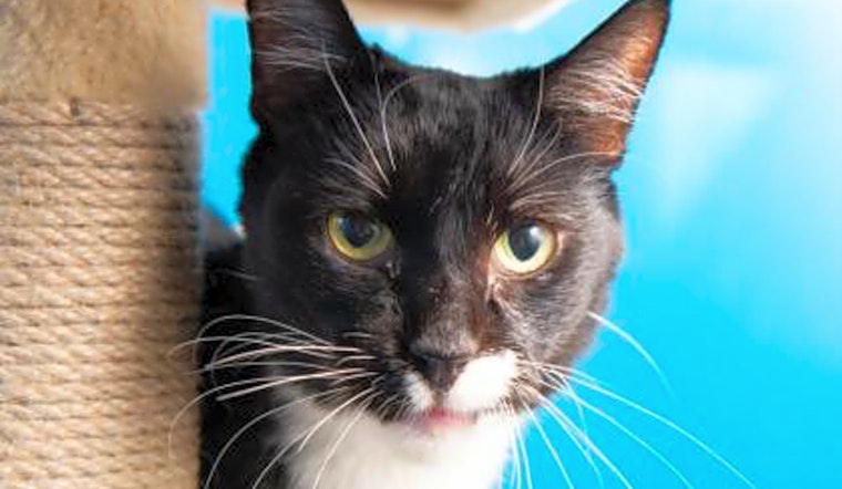 6 lovable kitties to adopt now in Sacramento