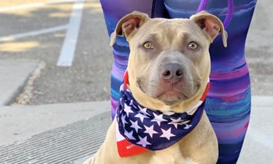 5 cuddly canines to adopt in Oakland
