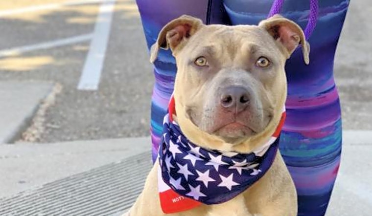 5 cuddly canines to adopt in Oakland