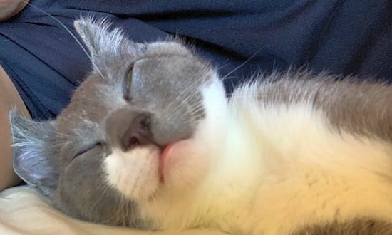 Want to adopt a pet? Here are 6 cute-as-can-be kittens to adopt now in San Francisco