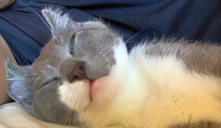 Want to adopt a pet? Here are 6 cute-as-can-be kittens to adopt now in San Francisco