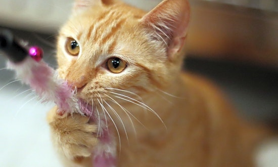 These San Diego-based felines are up for adoption