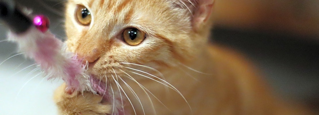 These San Diego-based felines are up for adoption
