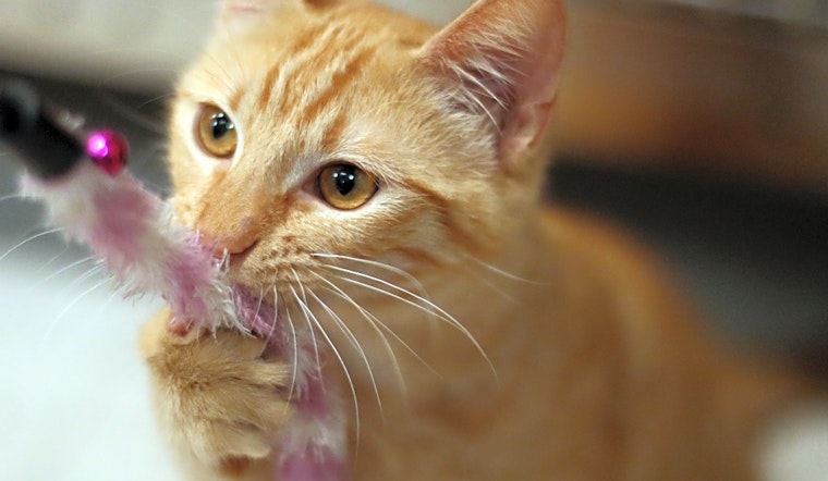 These San Diego-based felines are up for adoption