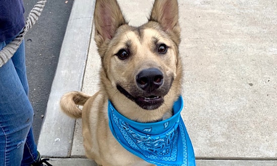 Want to adopt a pet? Here are 3 cuddly canines to adopt now in Santa Ana