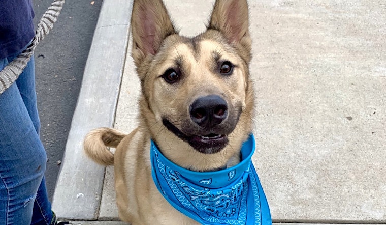Want to adopt a pet? Here are 3 cuddly canines to adopt now in Santa Ana